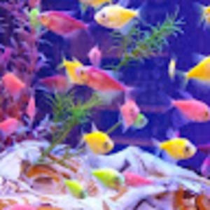 Meet your Posher, Sonja